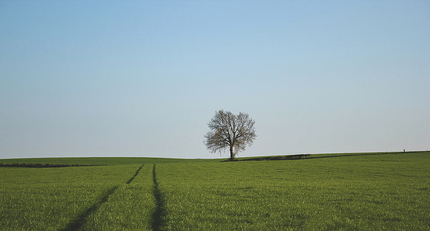 Lone Tree in Green Field Under Blue Sky