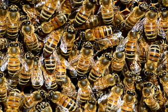 Close-up of Honeybees on Honeycomb