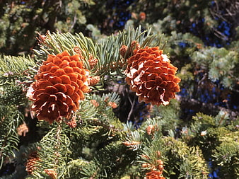 Close-up of vibrant orange pine cones on a spruce branch