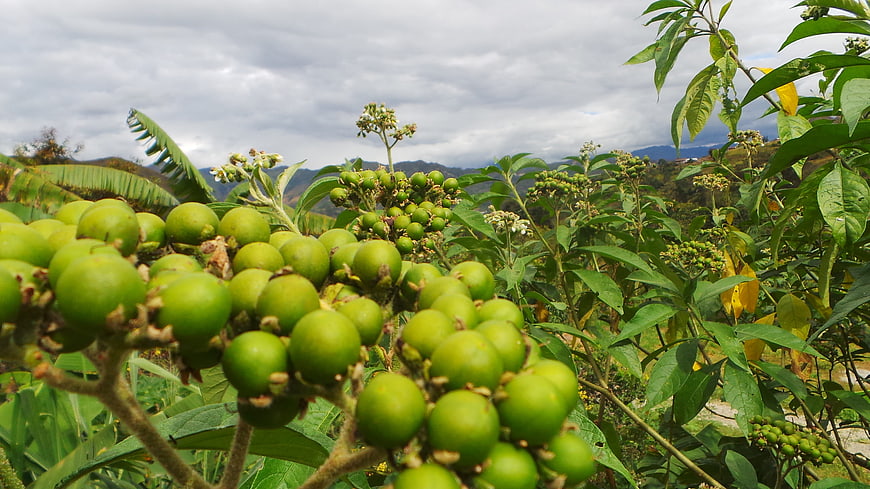 Close-up of green wild fruits on a branch in a tropical landscape