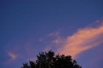 Silhouette of Trees Against Pink and Blue Sunset Sky