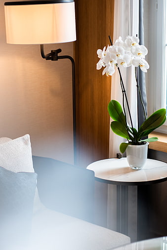 Modern Hotel Room Interior with White Orchid and Lamp