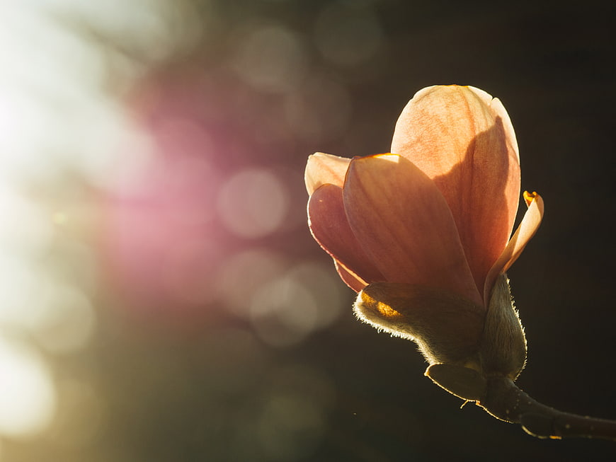 Pink Magnolia Flower Bud Backlit by Golden Sunlight