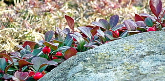 Red berries and purple leaves growing near a large rock