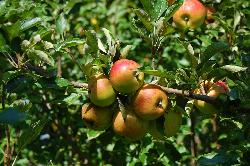 Ripe Red and Green Apples Hanging on a Tree Branch