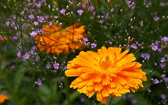 Vibrant Orange Calendula Flower with Purple Baby's Breath