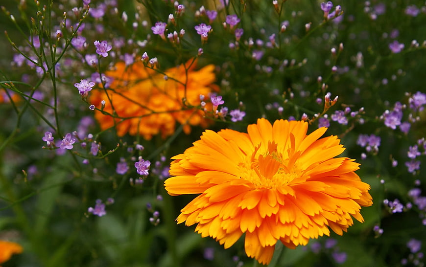Vibrant Orange Calendula Flower with Purple Baby's Breath