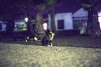 Calico kitten sitting on pavement at night in a garden