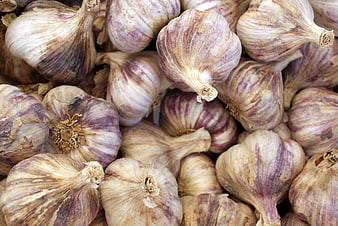 Close-up of fresh purple striped garlic bulbs