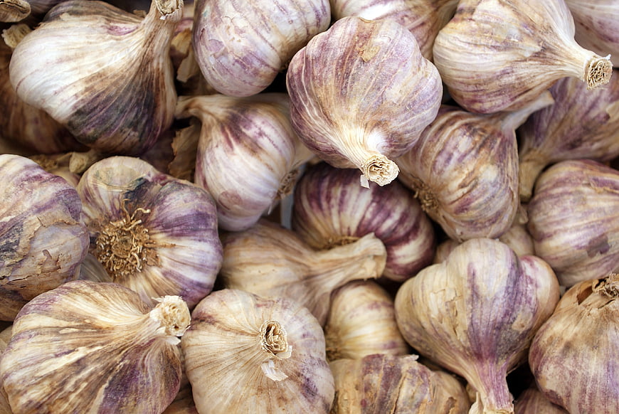 Close-up of fresh purple striped garlic bulbs