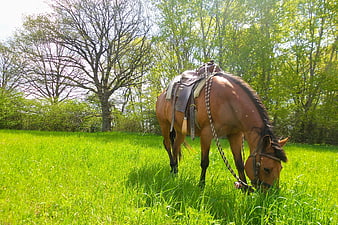 Saddled brown horse grazing in green meadow