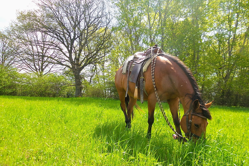 Saddled brown horse grazing in green meadow