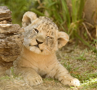 Adorable Lion Cub Winking Close Up Portrait