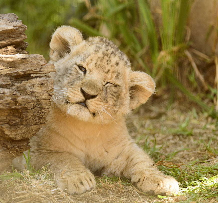 Adorable Lion Cub Winking Close Up Portrait