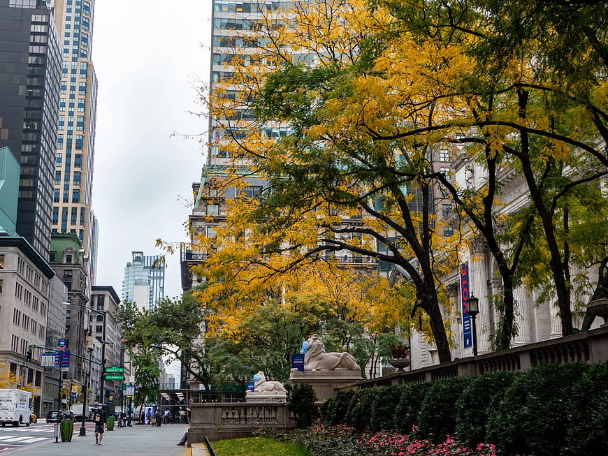 New York Public Library Lions in Autumn