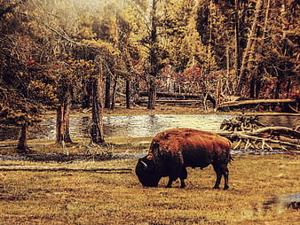 American Bison Grazing in Forest Meadow Near River