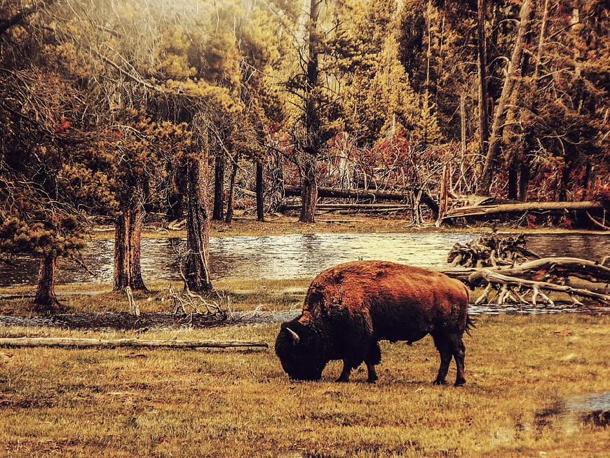 American Bison Grazing in Forest Meadow Near River