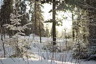 Sunlit Winter Forest with Snowy Pine Trees