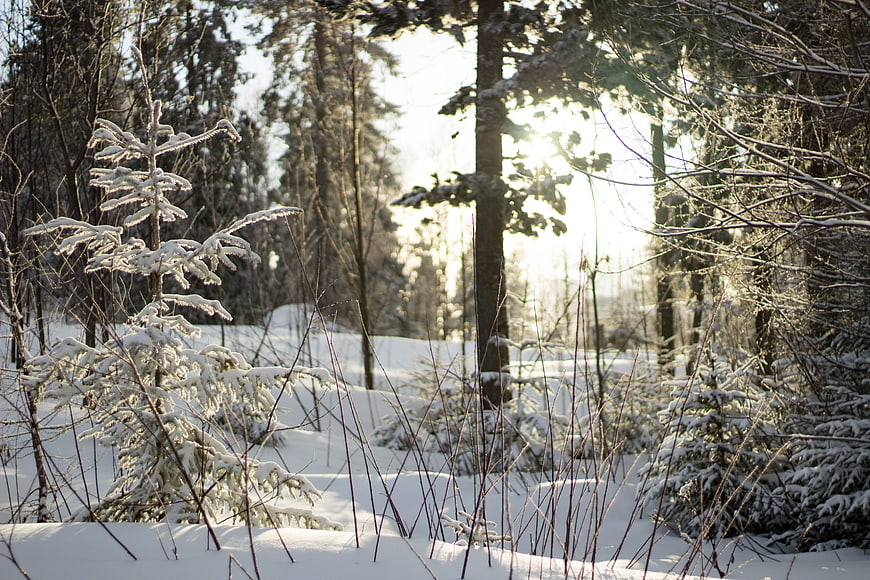 Sunlit Winter Forest with Snowy Pine Trees