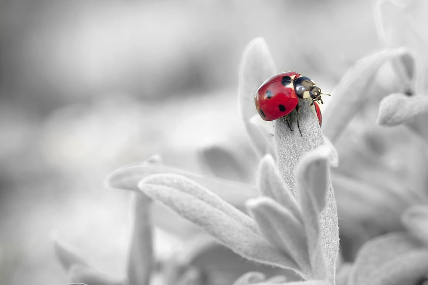 Red Ladybug on White Plant in Black and White Nature Photo