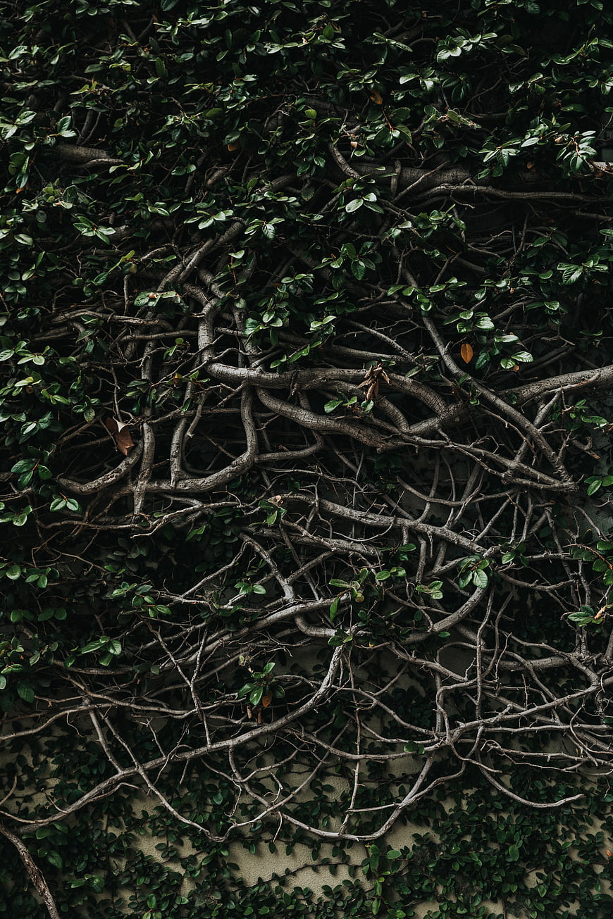 Dark tangled vines and roots on a textured wall background