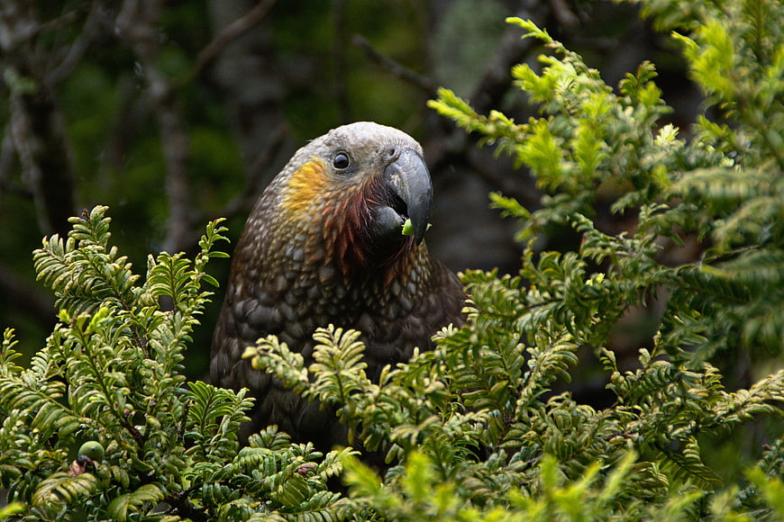 Kea parrot eating green leaves in forest foliage