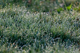 Close-up of green grass with sparkling morning dew drops