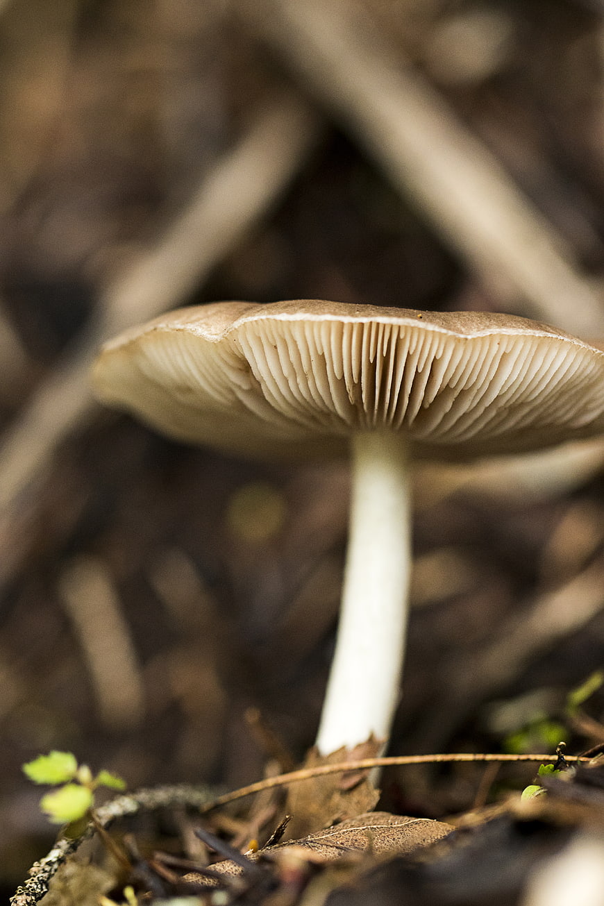 Close-up of a brown mushroom with white gills in a forest