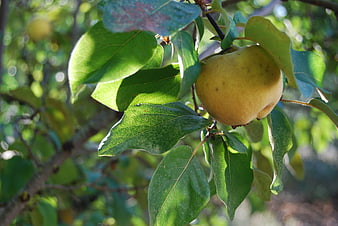 Ripe yellow quince fruit hanging on a tree branch with green leaves