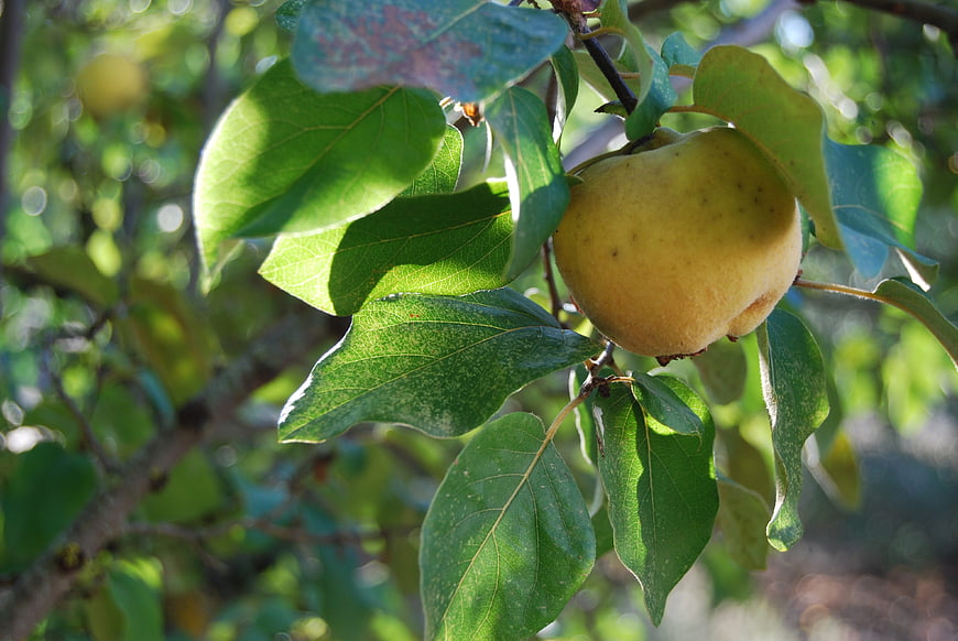 Ripe yellow quince fruit hanging on a tree branch with green leaves