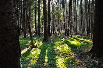 Sunlight streaming through mossy forest floor with tall pine trees