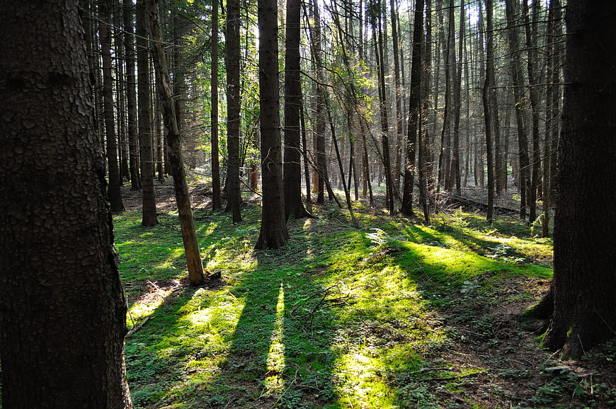 Sunlight streaming through mossy forest floor with tall pine trees