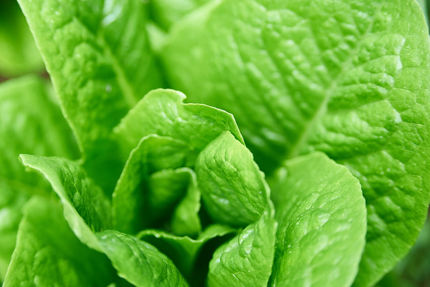 Close-up of Fresh Green Lettuce Leaves