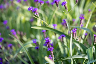 Close-up of purple statice flowers in a sunny garden