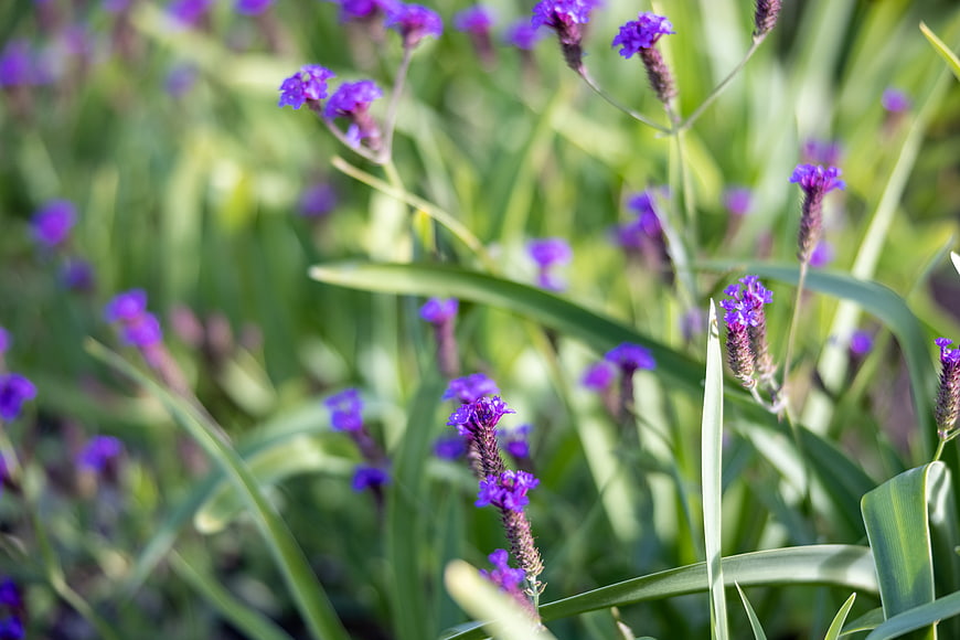 Close-up of purple statice flowers in a sunny garden
