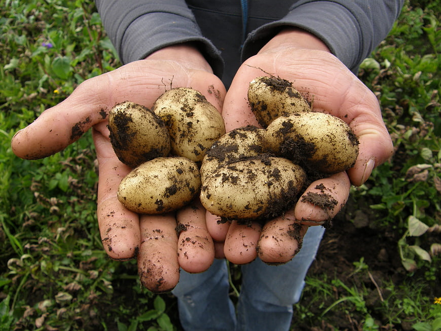 Freshly harvested potatoes held in hands in a field