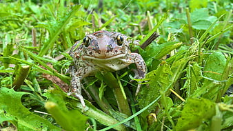 Close-up of a frog sitting in green grass and weeds