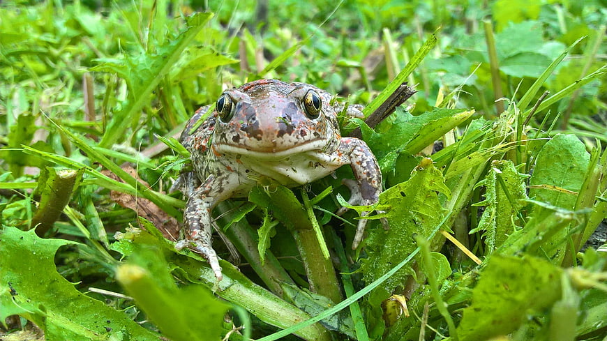 Close-up of a frog sitting in green grass and weeds
