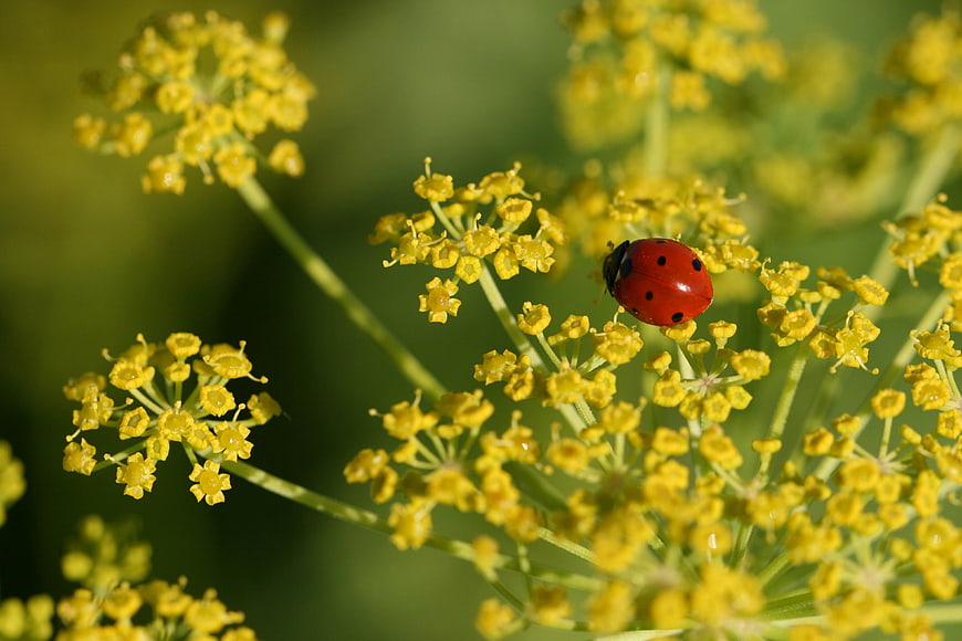 Red Ladybug on Yellow Wildflower Macro