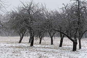 Snowy Winter Orchard with Bare Trees in Snowstorm