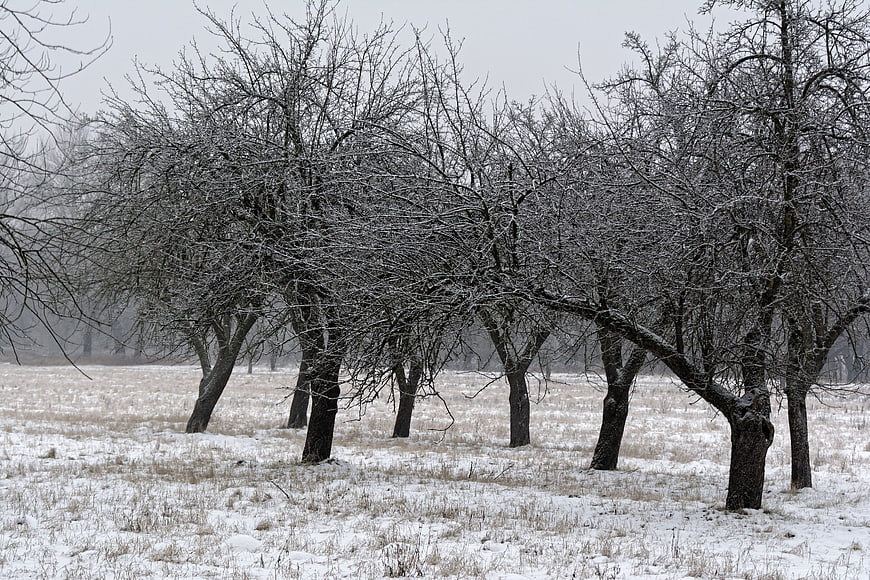 Snowy Winter Orchard with Bare Trees in Snowstorm