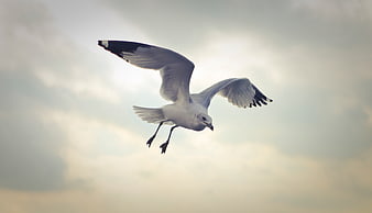 Seagull in Flight Against Cloudy Sky