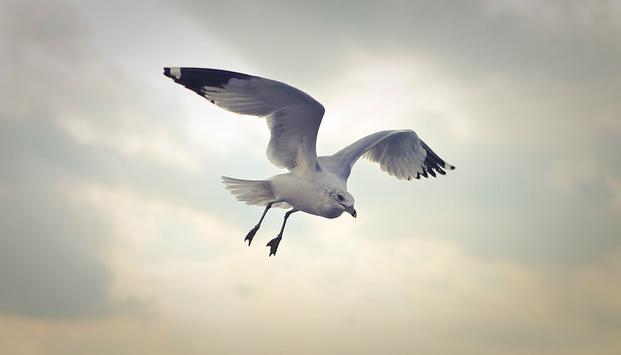 Seagull in Flight Against Cloudy Sky