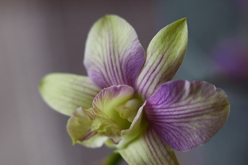 Close-up of a purple and green striped orchid flower