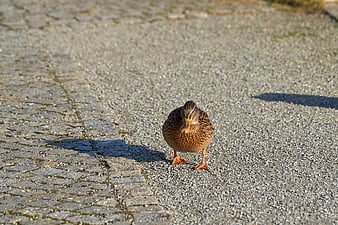 Female Mallard Duck Standing on Gravel Path