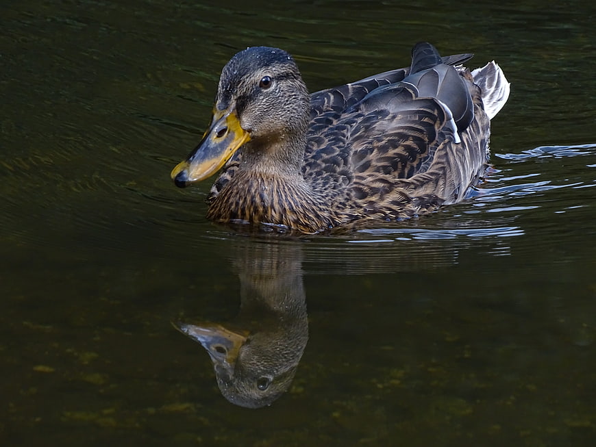Female Mallard Duck Swimming in Calm Water