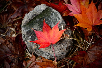Vibrant red maple leaf on weathered tree stump in autumn
