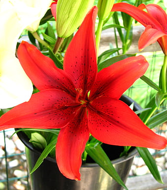 Vibrant Red Lily Flower Close-Up in Garden Pot
