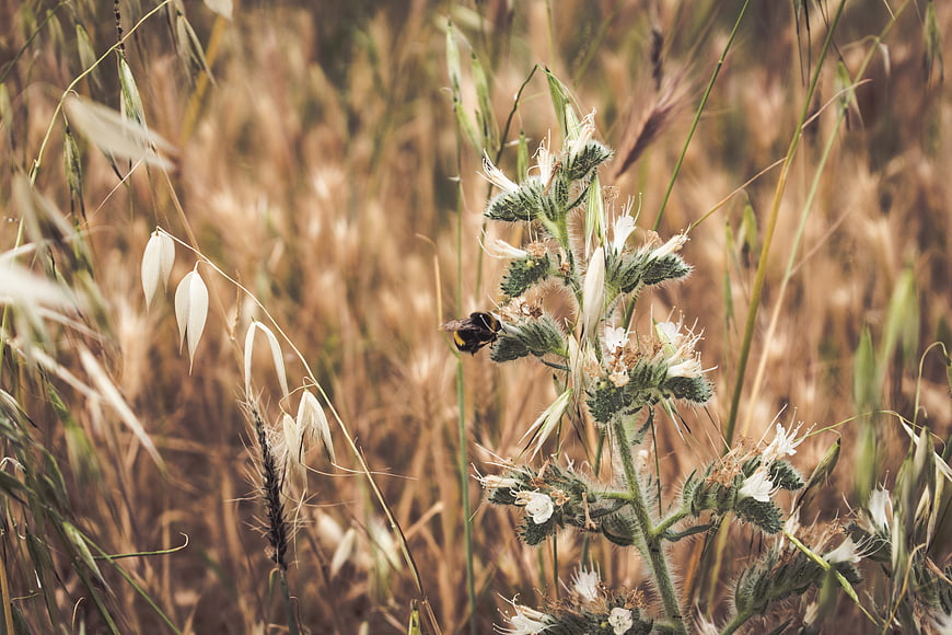 Bumblebee Pollinating White Flowers in Golden Field