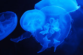 Glowing Blue Jellyfish Floating in Dark Ocean Water